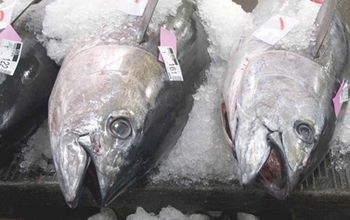 Ahi tuna heads on display at the market